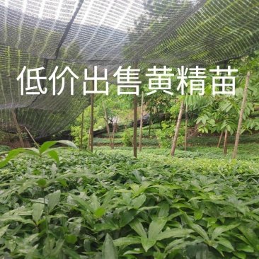 低价出售黄精苗