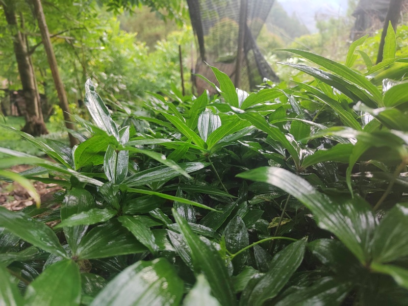 低价出售黄精苗