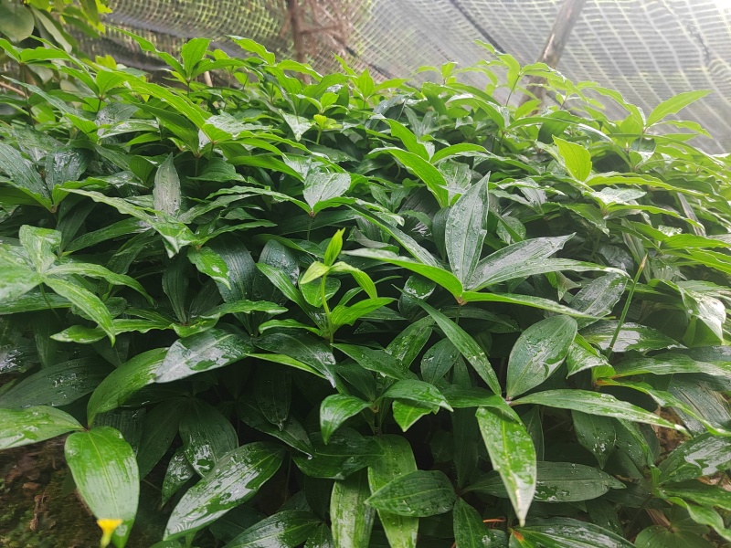 低价出售黄精苗