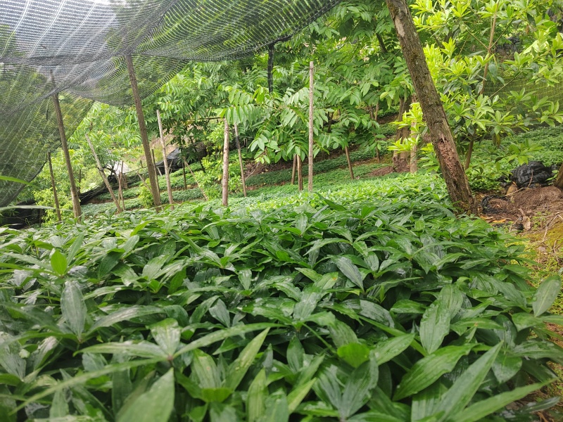 低价出售黄精苗
