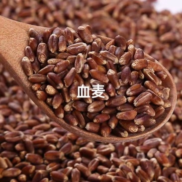 血麦，彩色小麦，血麦片，黑麦，自产自销