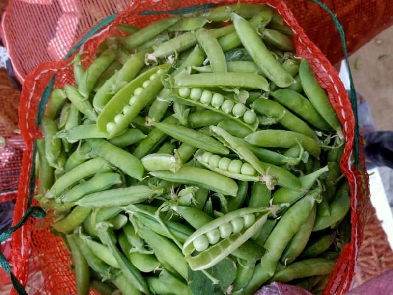 新鲜豌豆荚上市了！欢迎抢购