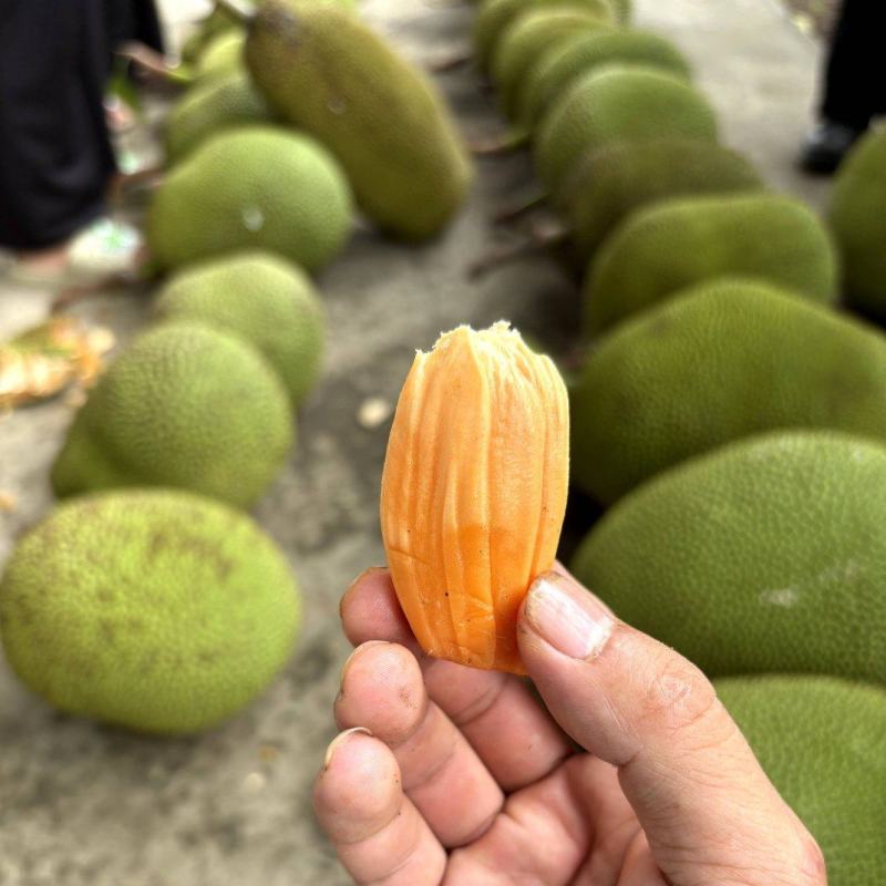 云南红心菠萝蜜，10—12斤整个发货，