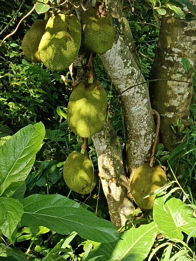 黄肉干包菠萝蜜上称价。