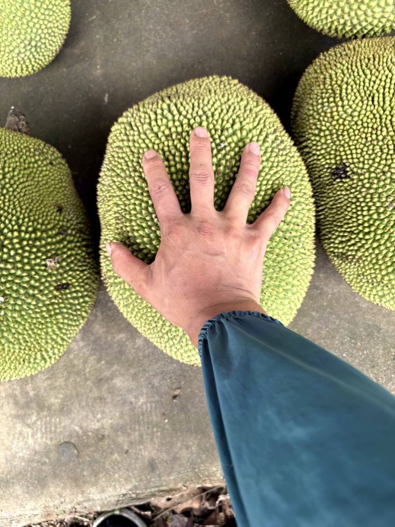 云南红心菠萝蜜，10—12斤整个发货，