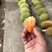 云南红心菠萝蜜，10—12斤整个发货，