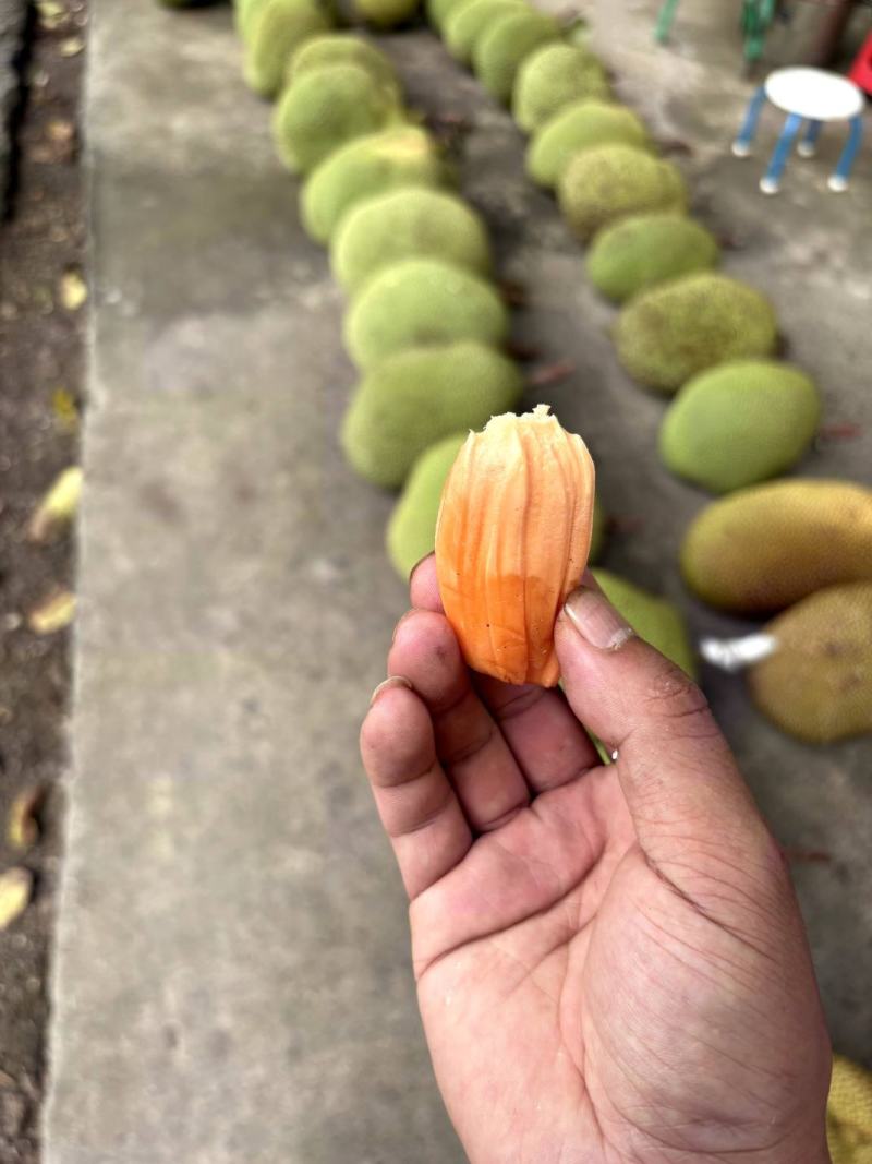 云南红心菠萝蜜，10—12斤整个发货，