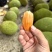 云南红心菠萝蜜，10—12斤整个发货，