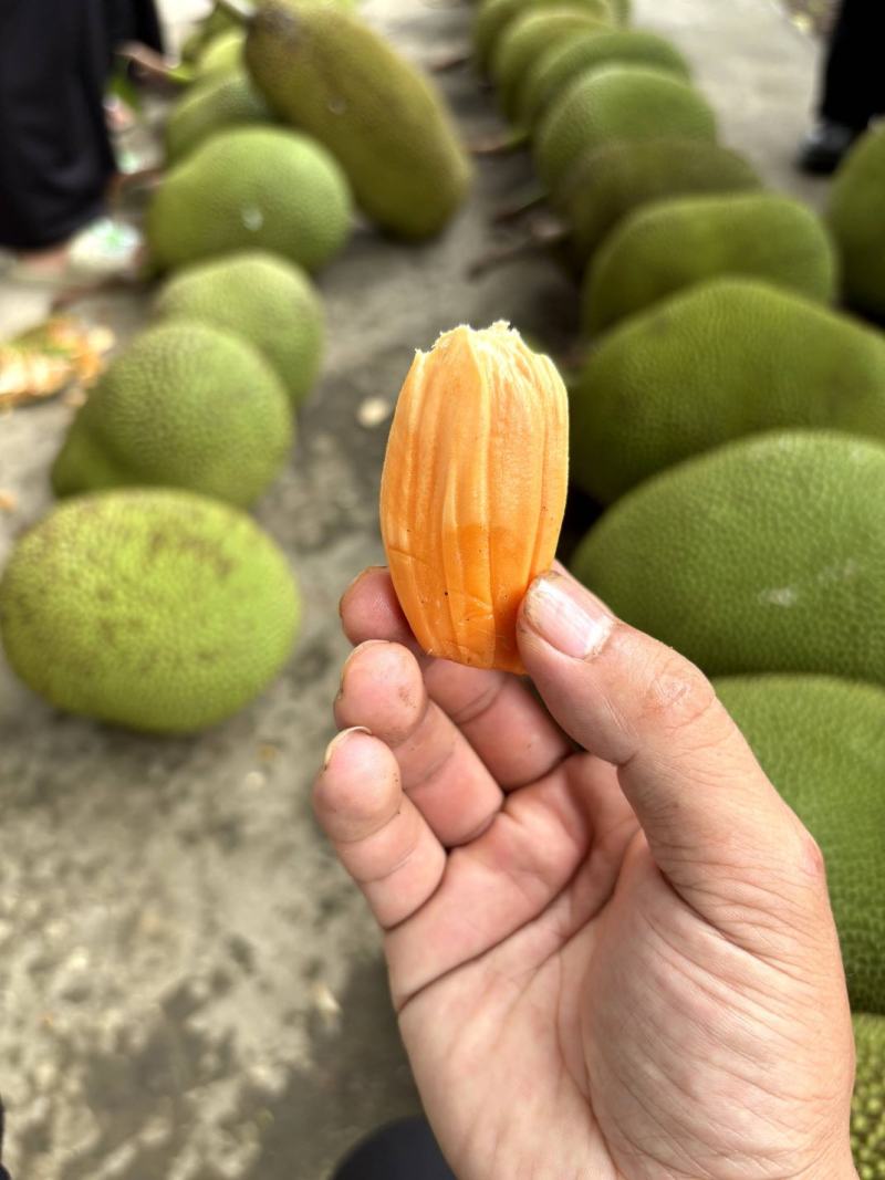 云南红心菠萝蜜，10—12斤整个发货，