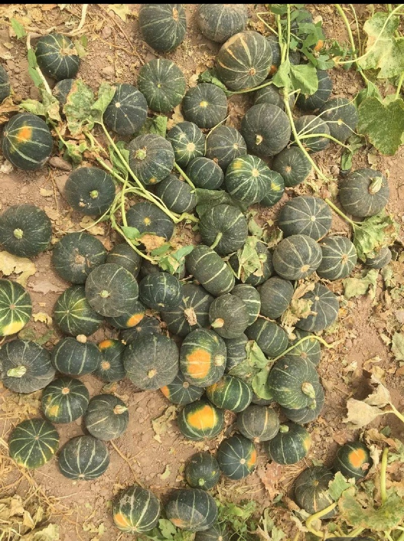 湖北千亩贝贝南瓜，人工挑选，基地直发，质量保证，信誉商家