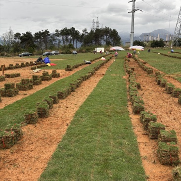 马尼拉草皮千亩基地批发
