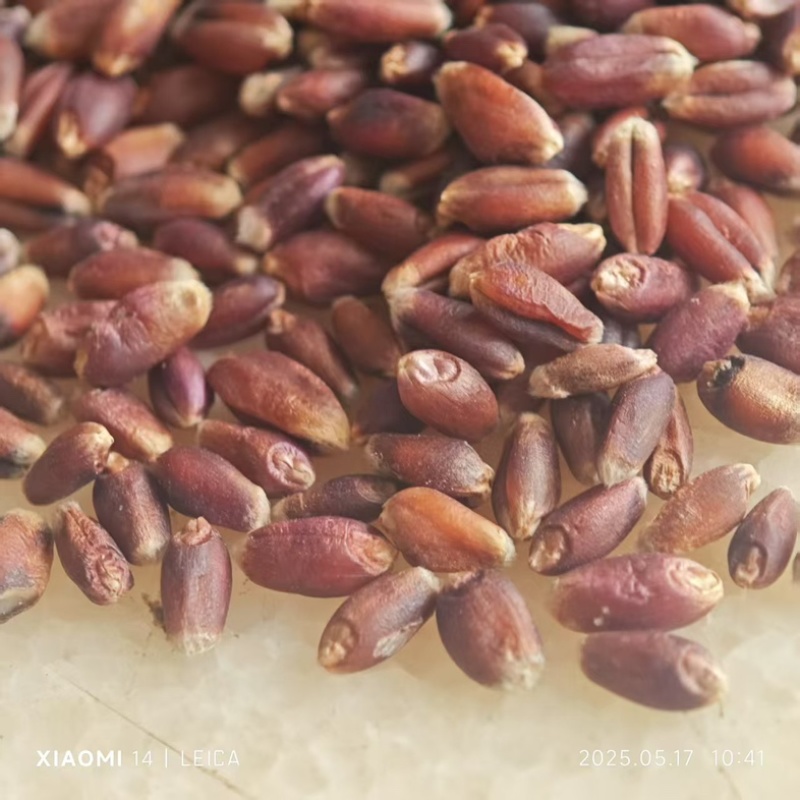 血麦，彩色小麦，血麦片，黑麦，自产自销