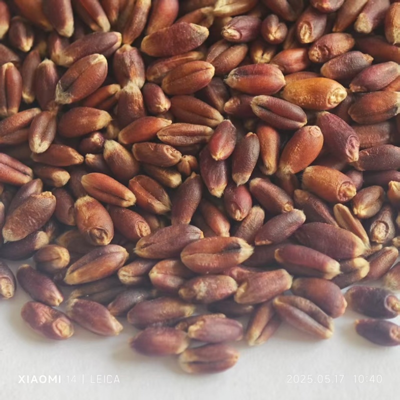血麦，彩色小麦，血麦片，黑麦，自产自销