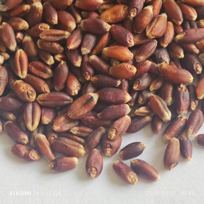 血麦，彩色小麦，血麦片，黑麦，自产自销