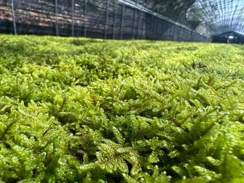 苔藓（拥有星星藓，小灰藓，大灰藓，大羽藓）基地直发