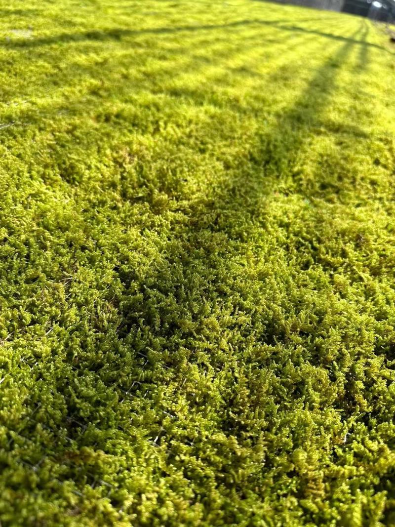 苔藓（拥有星星藓，小灰藓，大灰藓，大羽藓）基地直发