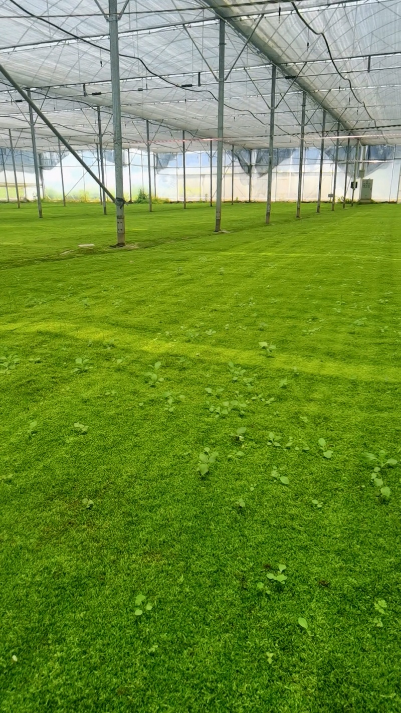 苔藓（拥有星星藓，小灰藓，大灰藓，大羽藓）基地直发