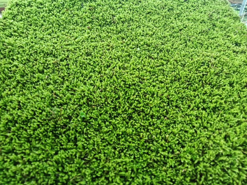 苔藓（拥有星星藓，小灰藓，大灰藓，大羽藓）基地直发