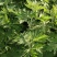 端午节挂门鲜艾草定制
