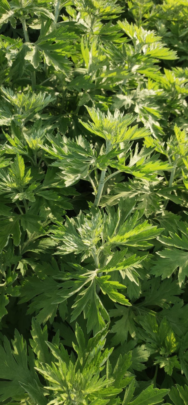 端午节挂门鲜艾草定制