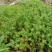 野生老鹳草，晒干的整棵。