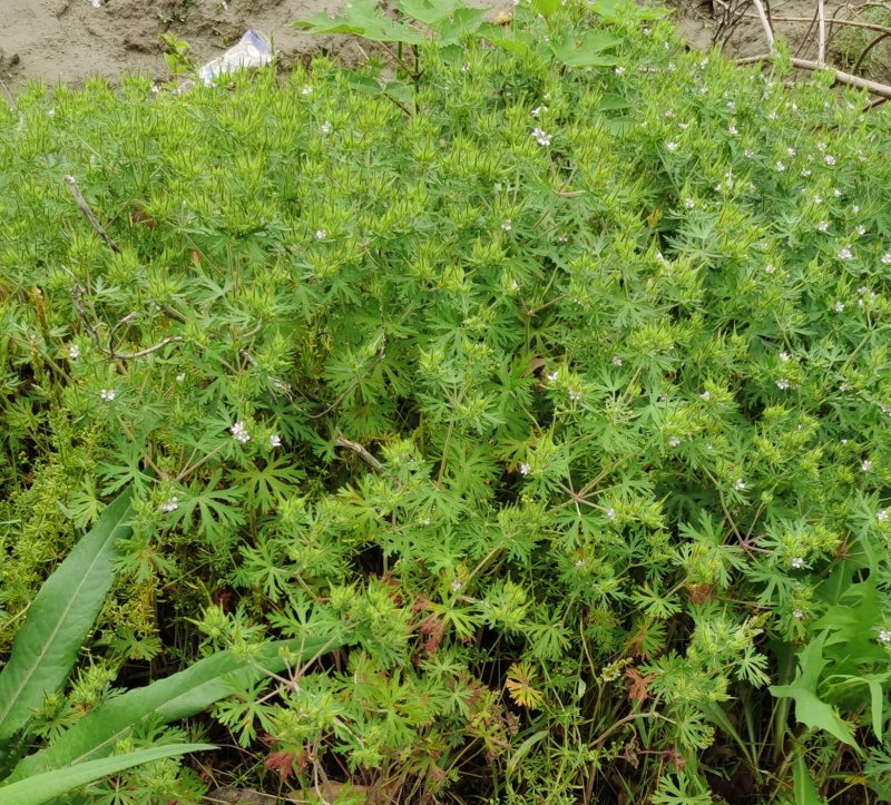 野生老鹳草，晒干的整棵。