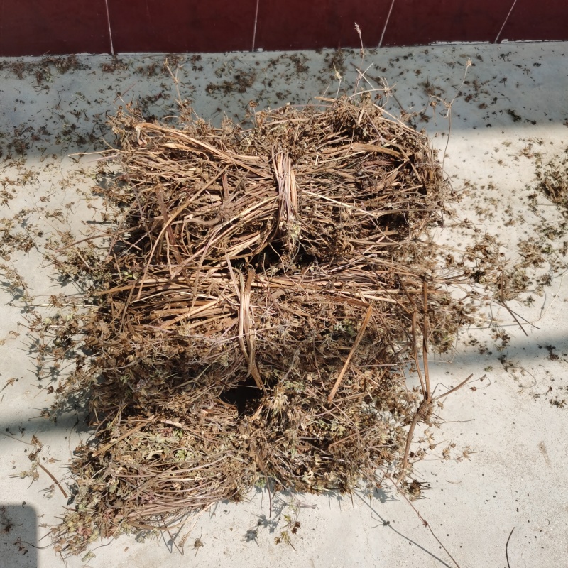野生老鹳草，晒干的整棵。