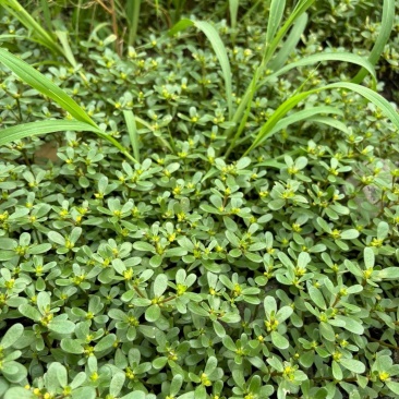 野生马齿苋新鲜整棵带根