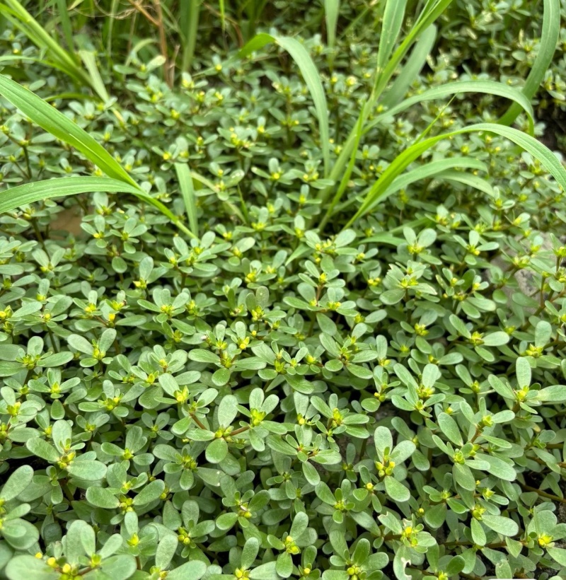 野生马齿苋新鲜整棵带根