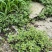 野生马齿苋新鲜整棵带根
