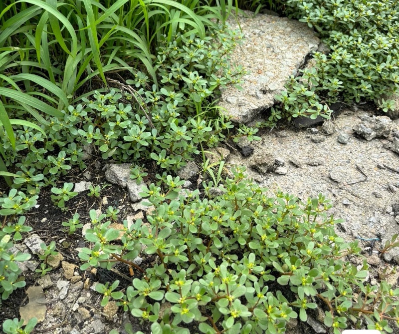 野生马齿苋新鲜整棵带根