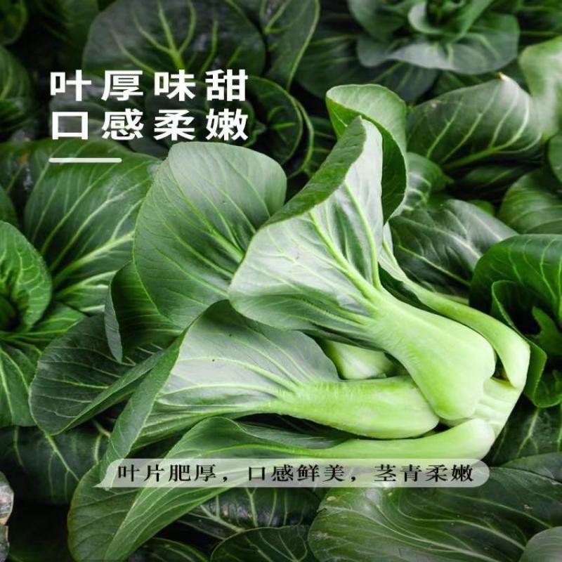 黑金刚青梗菜种子油亮耐寒耐低温青菜矮脚苏州青菜种籽秋冬蔬