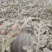 黑甜王/高品质甜王直生苗慕田佳宝糖度高…