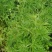 湖北野生益母草新鲜整棵带根