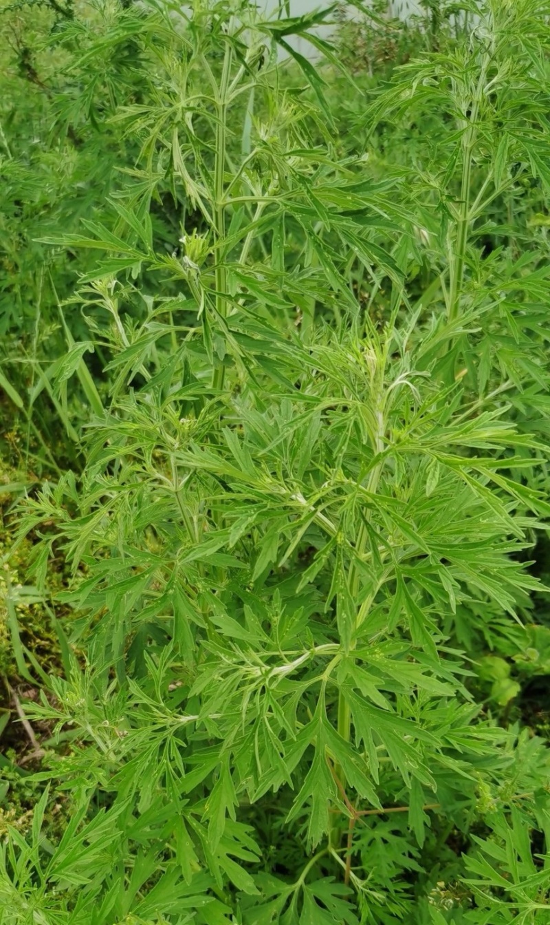 湖北野生益母草新鲜整棵带根