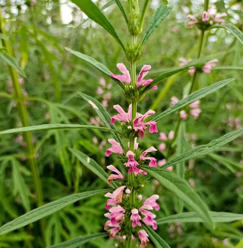 湖北野生益母草新鲜整棵带根