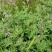 湖北野生益母草新鲜整棵带根