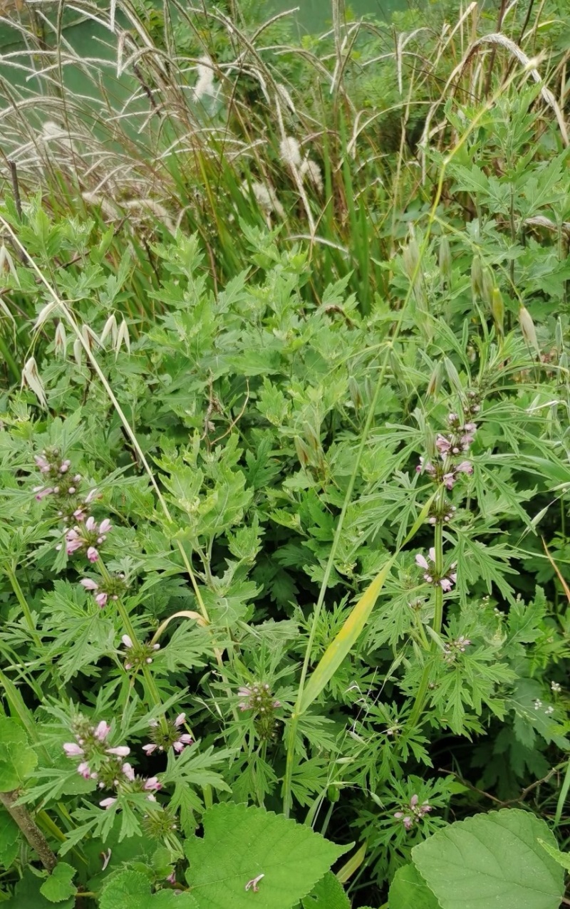 湖北野生益母草新鲜整棵带根