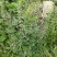 湖北野生益母草新鲜整棵带根