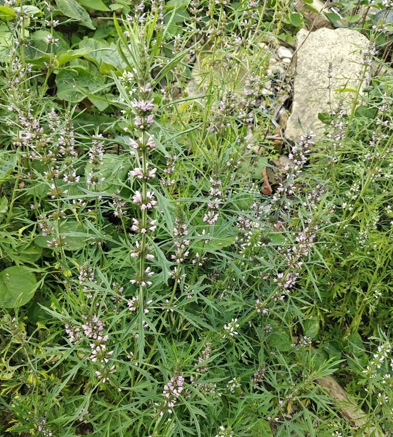 湖北野生益母草新鲜整棵带根