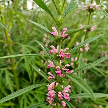 湖北野生益母草新鲜整棵带根