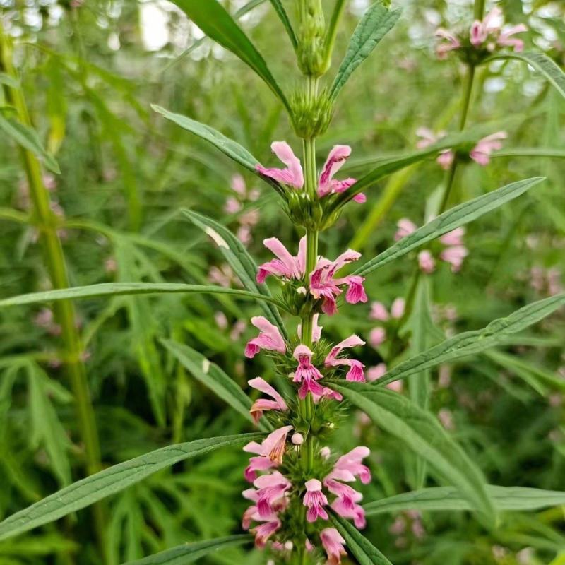 湖北野生益母草新鲜整棵带根