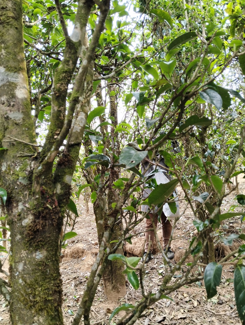 云南勐库大户赛野生白茶