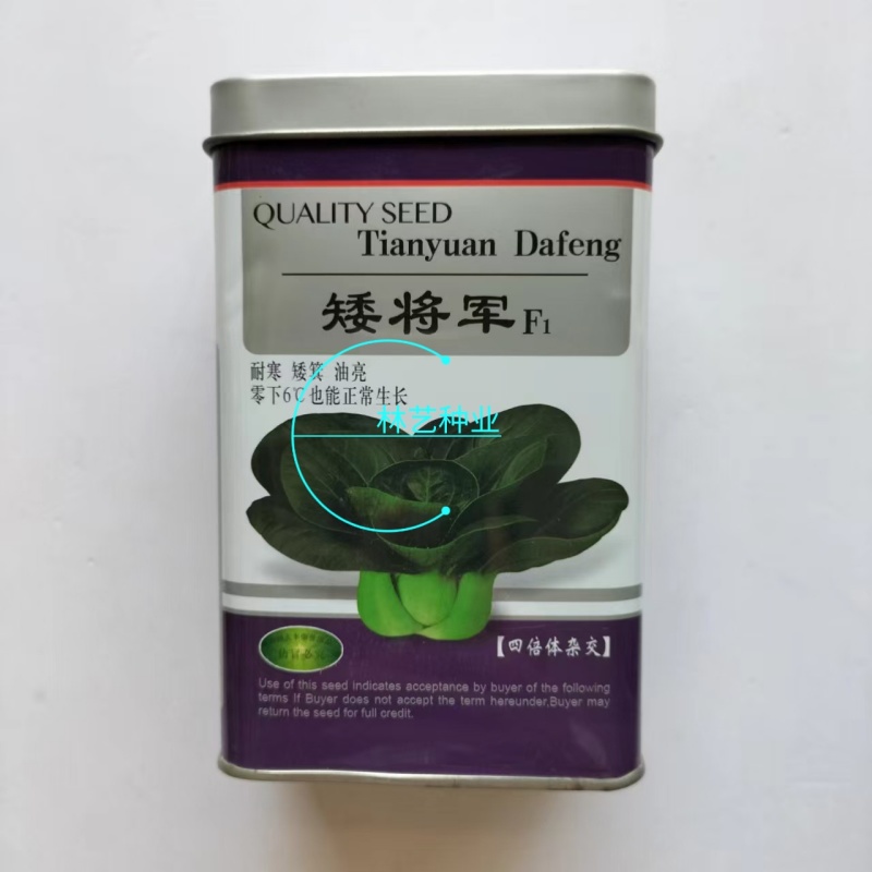 矮将军青梗菜种子四倍体杂交一代束腰矮箕耐寒油亮苏州青秋播