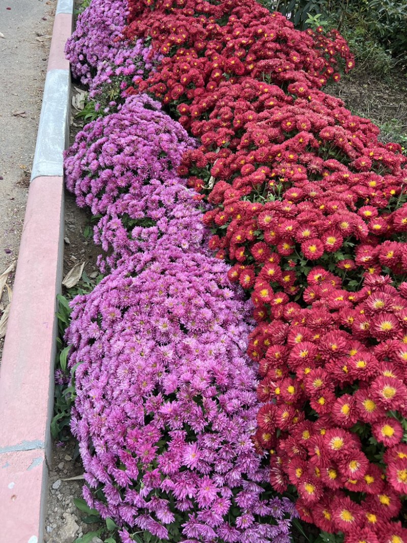 千头球菊