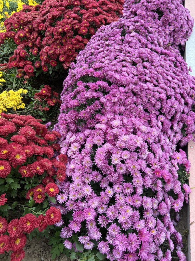 千头球菊