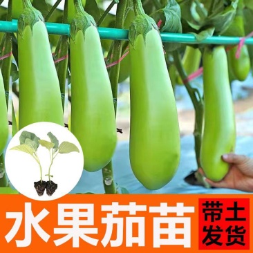 正宗直根水茄苗寿光基地直发包对版全国发货