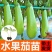 正宗直根水茄苗寿光基地直发包对版全国发货