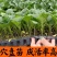 正宗直根水茄苗寿光基地直发包对版全国发货