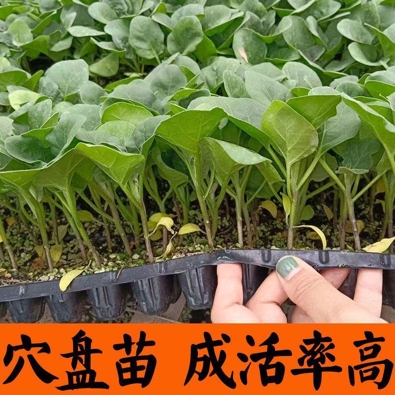 正宗直根水茄苗寿光基地直发包对版全国发货